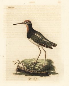 Paint-snipe, Rostratula benghalensis (Cape snipe, Scolopax capensis). John Lathamin piirtämä ja kaiverrettu käsinvärinen kuparilevy omasta lintujen yleishistoriasta, Winchester tekijältä John Latham
