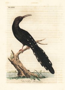 Vihreä puinen hoopoe, Phoeniculus purpureus (punanokkainen promeroppi, Upupa erythrorynchos). John Lathamin piirtämä ja kaiverrettu käsinvärinen kuparilevy omasta lintujen yleishistoriasta, Winchester