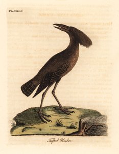 Hamerkop, Scopus umbretta (tuftattu sateenvarsi). John Lathamin piirtämä ja kaiverrettu käsinvärinen kuparilevy omasta lintujen yleishistoriasta, Winchester tekijältä John Latham