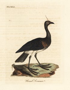 Sarviinen huutaja, Anhima cornuta (Palamedea cornuta). John Lathamin piirtämä ja kaiverrettu käsinvärinen kuparilevy omasta lintujen yleishistoriasta, Winchester