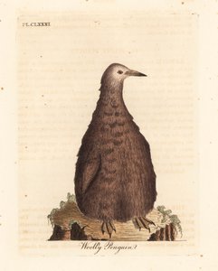 Kuningaspingviini, Aptenodytes patagonicus, nuori (villapingviini). John Lathamin piirtämä ja kaiverrettu käsinvärinen kuparilevy omasta lintujen yleishistoriasta, Winchester