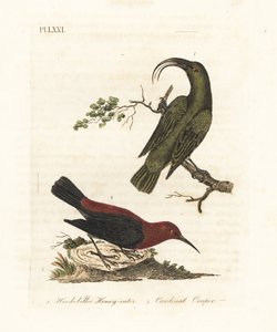 Pieni akialoa, Hemignathus obscurus (sukupuuttoon kuollut) ja myzomela, Myzomela cardinalis. (Koukkunokkainen vihreä hunajasyöjä, Certhia obscura, kotoisin Havaijista, ja kardinaalihunajasyöjä, Certhia cardinalis, kotoisin Tannasta, Vanuatu.) Käsinvärinen  tekijältä John Latham