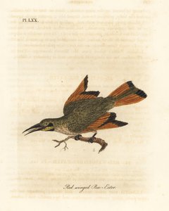 Pikku mehiläissyöjä, Merops pusillus (Punasiipinen mehiläissyöjä, Merops erythropterus). Afrikka. John Lathamin piirtämä ja kaiverrettu käsinvärinen kuparilevy omasta lintujen yleishistoriasta, Winchester tekijältä John Latham