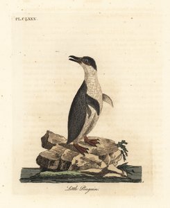 Pikkupingviini, Eudyptula minor tai valkoräpäpingviini, Eudyptula minor albosignata (Aptenodytes minor). John Lathamin piirtämä ja kaiverrettu käsinvärinen kuparilevy omasta lintujen yleishistoriasta, Winchester tekijältä John Latham