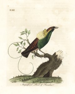 Upea paratiisin lintu, Diphyllodes magnificus (Paradisea magnifica). John Lathamin piirtämä ja kaiverrettu käsinvärinen kuparilevy omasta lintujen yleishistoriasta, Winchester tekijältä John Latham