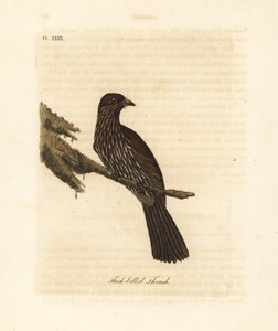 Uuden-Seelannin eteläsaaren piopio, Turnagra capensis. Sukupuuttoon kuollut. (Paksunokkarastas, Turdus crassirostris.) John Lathamin piirtämä ja kaiverrettu käsinvärinen kuparilevy omasta kirjastaan A General History of Birds, Winchester tekijältä John Latham