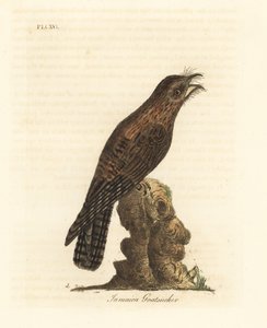 Pohjoinen potoo, Nyctibius jamaicensis (Jamaican goatsuitcker, Caprimulgus jamaicensis). John Lathamin piirtämä ja kaiverrettu käsinvärinen kuparilevy omasta lintujen yleishistoriasta, Winchester