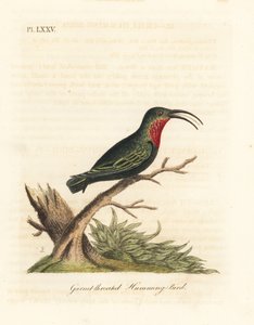 Purppurakurkkukaribi, Eulampis jugularis (granaattikurkkukolibri, Trochilus granatinus). John Lathamin piirtämä ja kaiverrettu käsinvärinen kuparilevy omasta lintujen yleishistoriasta, Winchester tekijältä John Latham
