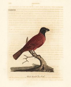 Puna-musta nokka, Periporphyrus erythromelas. Lähes uhattu. (Black-headed grosbeak, Loxia erythromelas.) John Lathamin piirtämä ja kaiverrettu käsinvärinen kuparilevy omasta kirjastaan A General History of Birds, Winchester tekijältä John Latham
