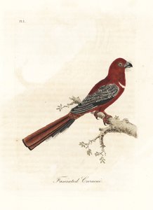 Punapäinen trogon, Harpactes erythrocephalus (Fasciated curucui, Trogon fasciatus). John Lathamin piirtämä ja kaiverrettu käsinvärinen kuparilevy omasta lintujen yleishistoriasta, Winchester tekijältä John Latham