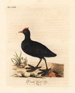 Punanuppu- tai harjasnokki, Fulica cristata. John Lathamin piirtämä ja kaiverrettu käsinvärinen kuparilevy omasta lintujen yleishistoriasta, Winchester tekijältä John Latham