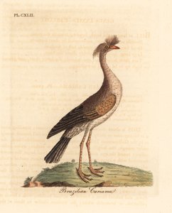Punajalkainen seriema tai harjascariama, Cariama cristata (Brasilian cariama, Palamedea cristata). John Lathamin piirtämä ja kaiverrettu käsinvärinen kuparilevy omasta lintujen yleishistoriasta, Winchester tekijältä John Latham