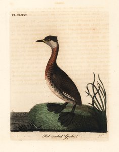 Punakaulavire, Podiceps grisegena (Podiceps rubricollis). John Lathamin piirtämä ja kaiverrettu käsinvärinen kuparilevy omasta lintujen yleishistoriasta, Winchester tekijältä John Latham