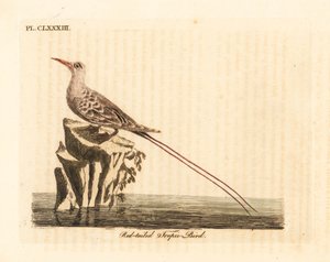 Punahäntäinen trooppinen lintu, Phaethon rubricauda (Phaeton phoenicurus). John Lathamin piirtämä ja kaiverrettu käsinvärinen kuparilevy omasta lintujen yleishistoriasta, Winchester