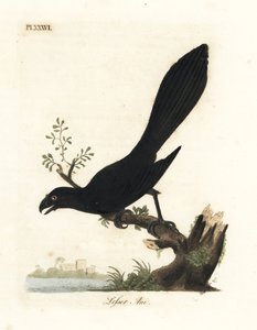 Smooth-billed ani tai pienempi ani, Crotophaga ani. John Lathamin piirtämä ja kaiverrettu käsinvärinen kuparilevy omasta lintujen yleishistoriasta, Winchester tekijältä John Latham