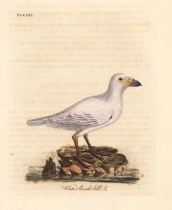 Luminen tuppinokka, Chionis albus (valkoinen tuppinokka, Vaginalis chionis). John Lathamin piirtämä ja kaiverrettu käsinvärinen kuparilevy omasta lintujen yleishistoriasta, Winchester tekijältä John Latham