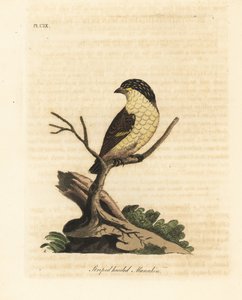 Raidallinen pardalote, Pardalotus striatus (raitapäinen manakin, Pipra striata). John Lathamin piirtämä ja kaiverrettu käsinvärinen kuparilevy omasta lintujen yleishistoriasta, Winchester tekijältä John Latham