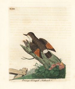Vaihteleva sittella, Daphoenositta chrysoptera (Orange-winged chrysoptera, Sitta chrysoptera). John Lathamin piirtämä ja kaiverrettu käsinvärinen kuparilevy omasta lintujen yleishistoriasta, Winchester
