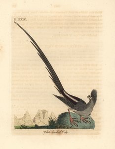 Valkoselkähiirilintu, Colius colius (valkoselkäinen coly, Colius leuconotus). John Lathamin piirtämä ja kaiverrettu käsinvärinen kuparilevy omasta lintujen yleishistoriasta, Winchester tekijältä John Latham