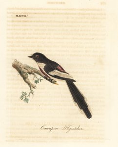 Valkovatsa-minivet, Pericrocotus erythropygius (Cawnpore-perhosieppo). Intia. John Lathamin piirtämä ja kaiverrettu käsinvärinen kuparilevy omasta lintujen yleishistoriasta, Winchester tekijältä John Latham