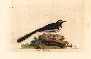 Valkokulmainen västäräkki kultainen leveäjalkainen västärä, Motacilla maderaspatensis. (Intian jalkakärpäs). John Lathamin piirtämä ja kaiverrettu käsinvärinen kuparilevy omasta lintujen yleishistoriasta, Winchester tekijältä John Latham