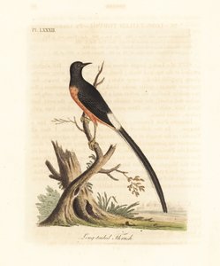 White-rumped shama, Copsychus malabaricus macrourus. (Pitkäpyrstönä, Turdus macrourus.) John Lathamin piirtämä ja kaivertama käsinvärinen kuparilevy omasta lintujen yleishistoriasta, Winchester