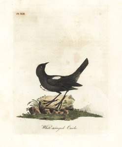 Valkosiipinen tanager, Tachyphonus luctuosus (Valkosiipinen oriole, Oriolus leucopterus). John Lathamin piirtämä ja kaiverrettu käsinvärinen kuparilevy omasta lintujen yleishistoriasta, Winchester tekijältä John Latham
