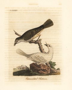 Valkoinen kellolintu, Procnias albus, uros ja naaras (Carunculated chatterer, Ampelis carunculata). John Lathamin piirtämä ja kaiverrettu käsinvärinen kuparilevy omasta lintujen yleishistoriasta, Winchester