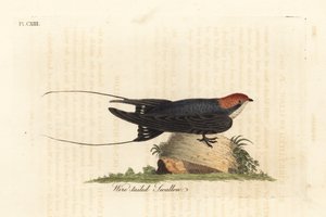 Lankapyrstöpääsky, Hirundo smithii. John Lathamin piirtämä ja kaiverrettu käsinvärinen kuparilevy omasta lintujen yleishistoriasta, Winchester tekijältä John Latham