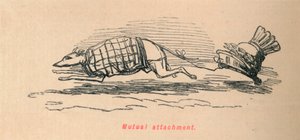 Keskinäinen kiintymys, 1852 tekijältä John Leech