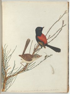 Scarlet & black warbler Lewin, John. Uuden Etelä -Walesin linnut luonnonhistoriansa kanssa. Sydney- G. tekijältä John William Lewin