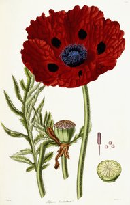 Poppy Bracteate, 1821-1826