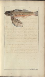 Lindsay Drawings Voi. VII tekijältä John Lindsay