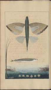 Lindsay Drawings Voi. VII tekijältä John Lindsay