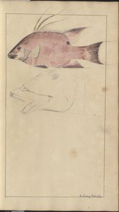 Lindsay Drawings Voi. VII tekijältä John Lindsay