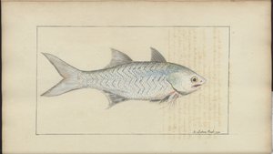 Lindsay Drawings Voi. VII tekijältä John Lindsay
