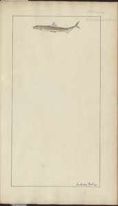 Lindsay Drawings Voi. VII, 23 tekijältä John Lindsay