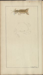 Lindsay Drawings Voi. VII, 24 tekijältä John Lindsay