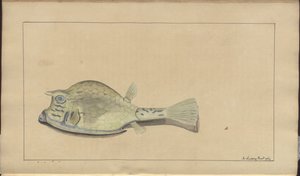 Lindsay Drawings Voi. VII, 25 tekijältä John Lindsay