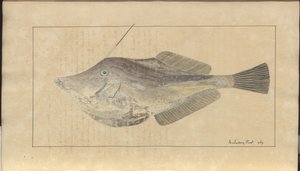 Lindsay Drawings Voi. VII, 7 tekijältä John Lindsay