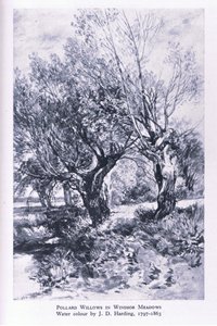 Collinsin julkaisemat puunhakkaajat Windsor Forestin laitamilla, Nature in Britain tekijältä John Linnell