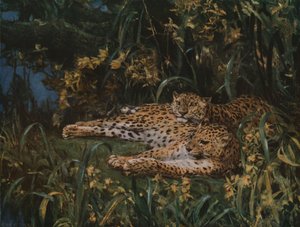 Intialaiset leopardit, 1800-luvun loppu - 1900-luvun alku, n. 1930.