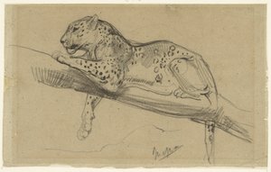 Tutkimus oksalla makaavasta leopardista