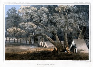 Cotton Wood Grove, 1856 tekijältä John Mix Stanley