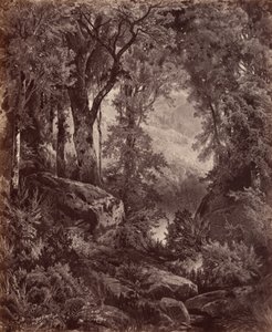 Solitude,1865 (kuva) tekijältä John Moran