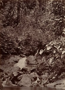 Trooppinen maisema, Cascade, Limon River, 1871.
