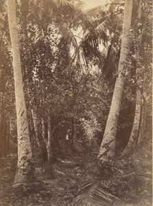 Tropical Scenery, Forest Near Turbo, 1871. 