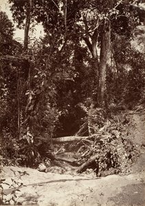 Trooppinen maisema, The Brook El Bano, Chipigana, 1871.