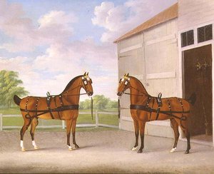 Pari Bay Carriage -hevosia tallipihalla