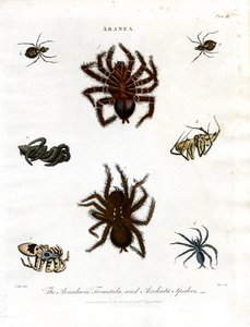 ARANEA: Avicularia;Tarantulat ja Aculeata-hämähäkit
